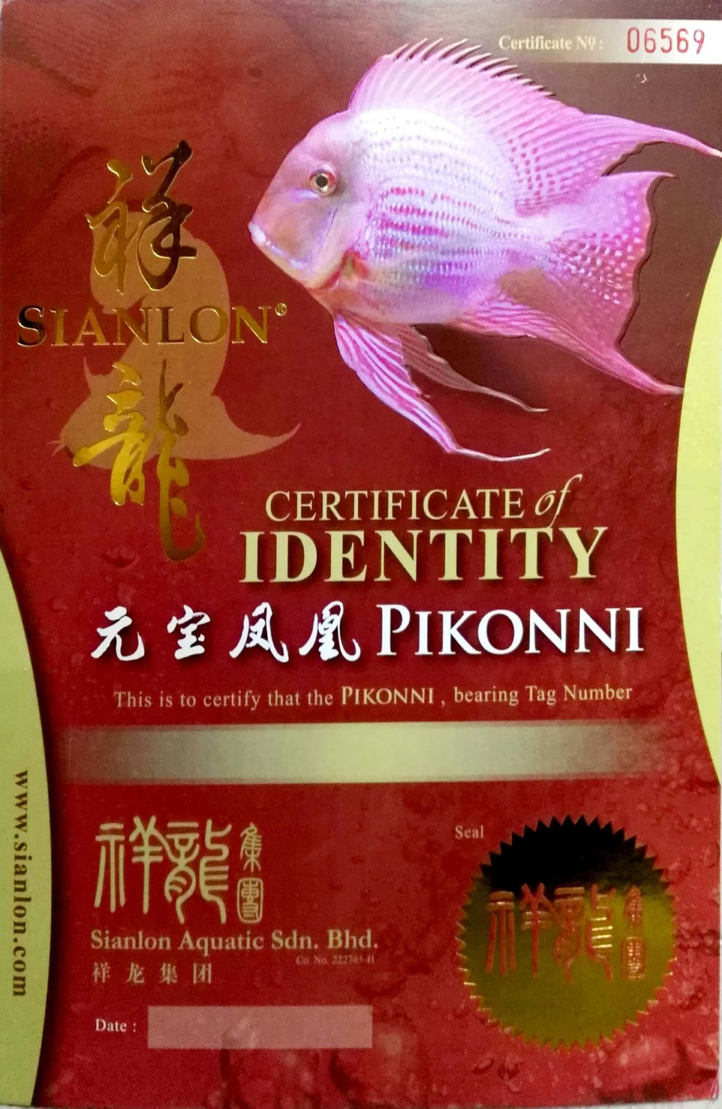 Western CERTIFICATE of DENTITY  PIKONNI